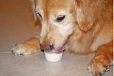 3 Toxic Foods For Dogs: The One Meat You Should Never Feed your Dog