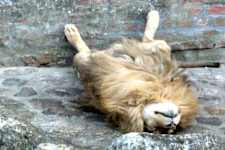 Sleeping Pets That Are Too Funny Not to Laugh at