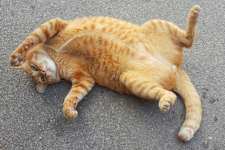 If Your Cat Bites You, Here's What It Really Means