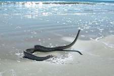 The Animal Most Likely to Kill You in Every State, New York is Terrifying