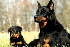 20 Dog Breeds That Will Guard You with Their Life, Ranked in Order