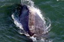 A Drone Captures What No One Was Supposed to See