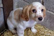 Do Not Adopt These Dog Breeds, No Matter How Cute They Are