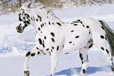 20 Horses with the Most Unique Coats in the World