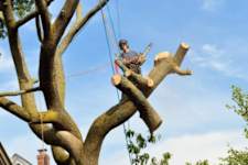 Dallas: Take a Look at the Average Price to Cut Down a Tree