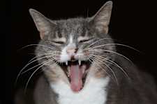 If Your Cat Bites You, Here's What It Really Means
