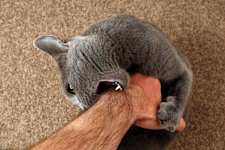 Here's What Your Cat Biting You Really Means