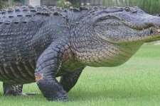 Photo of the World's Largest Crocodile Just Before Tragedy Struck