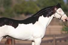 20 Horses with the Most Unique Coats in the World