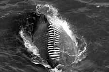 A Drone Captures What No One Was Supposed to See