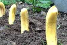 Plant Bananas in Your Garden, Here's What Happens