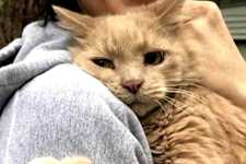 Here's What It Really Means when Your Cat Bites You