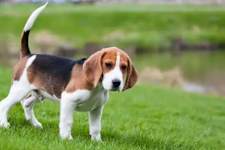 Discover the Top 15 Dog Breeds Perfectly Suited for Seniors' Lifestyle