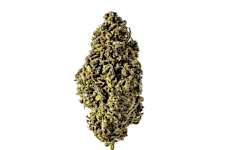 This Isn't Your Grandpa's Thc - It's Way Stronger! 