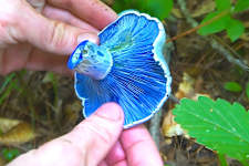 Big Pharma Shocked: "Blue-Antioxidant" 7X Better Than Botox [Watch Now]