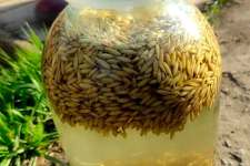 The Horde of Parasites Will Fly out Like a Bullet in the Morning. Try It