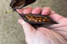 Fighting Parasites: Traditional and Medical Ways to Cleanse Your Body