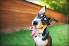 Unbox a Monthly Surprise of Fun for You and Your Pup!