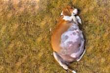 Dog Gives Birth to Puppies, When The Vet Sees Them Says "Those Aren't Puppies"