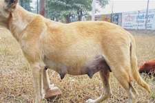 Dog Gives Birth to Puppies, When The Vet Sees Them Says "Those Aren't Puppies"