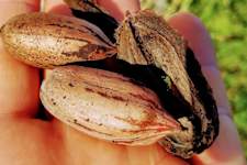 Diabetes Is Not From Sweets! Meet The Main Enemy Of Diabetes!