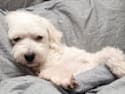 3 Toxic Foods For Dogs: The One Meat You Should Never Feed Your Dog