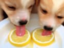 If Your Dog Eats Dry Food (Most Dog Owners Don't Know This)