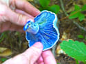 Big Pharma Shocked: "Blue-Antioxidant" 7X Better Than Botox [Watch Now]