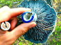 New Scientific Research: "Blue-Antioxidant" 43X Better Than Retinol [Watch Now]