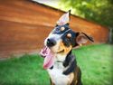 Unbox a Monthly Surprise of Fun for You and Your Pup!