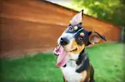 Unbox a Monthly Surprise of Fun for You and Your Pup!