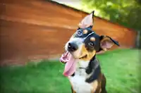 Unbox a Monthly Surprise of Fun for You and Your Pup!