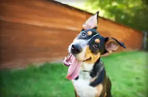 Unbox a Monthly Surprise of Fun for You and Your Pup!