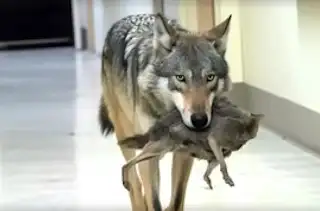 Wild Wolf Surprises Hospital Staff – Nurse's Reaction is Heartwarming