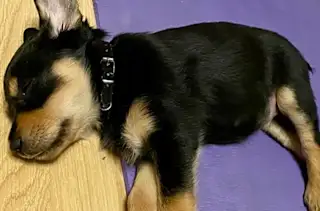 When Dogs Eat Sweet Potato, This is What Happens