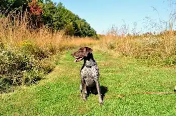 Get Dog Food Designed for Your Dog's Health & Happiness