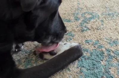 Paw Licking Driving You Crazy? Top Vet Says to Make One Small Change