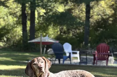 Helping Dogs Enjoy More Good Days