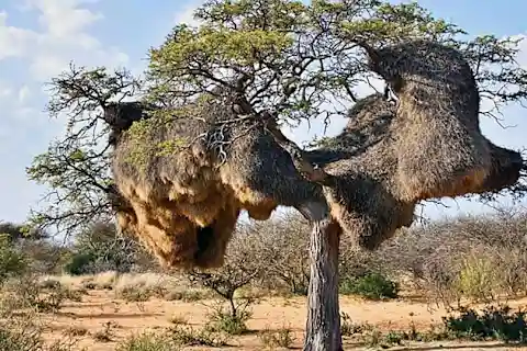 Park Ranger Evacuates The California Forest When He Realizes What In The Nest